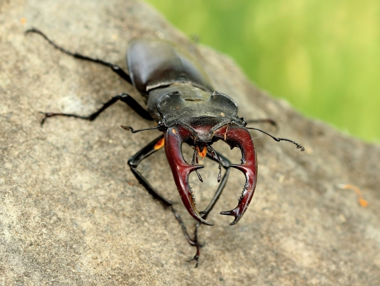 pravidelný šesťoráčik