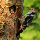 mamííííí.máme hlad !!!!