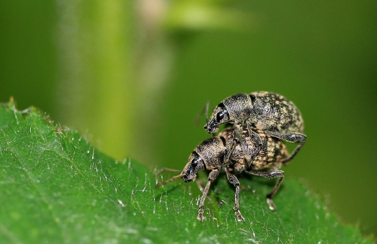 nevyrušuj,zachraňujeme druh !!!