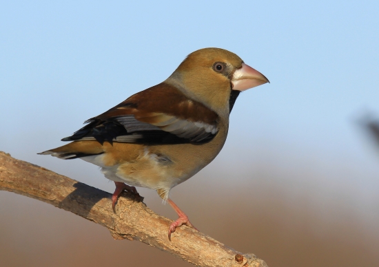 glezg hrubozobý-samica