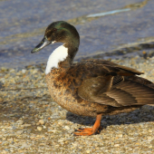 kačica........../divá/ samica