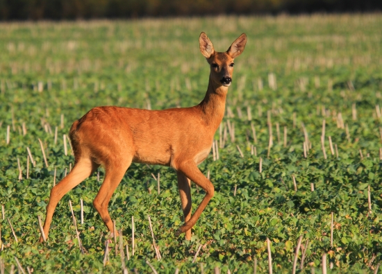 privabená