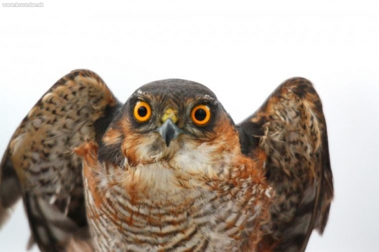 bol zavesený na silone nad Laborcom