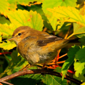 kolibkarik  čipčavý