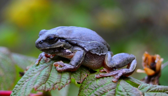 Rosnička ....... zimná?