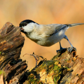 ťažká hlava po včerajšku