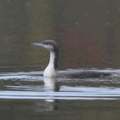 potáplica severská