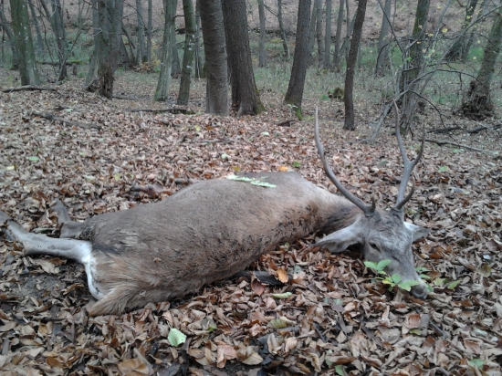 KeĎ neprší,aspoň kvapká