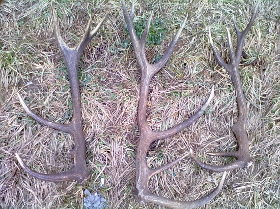 najdené  minulý týždeň