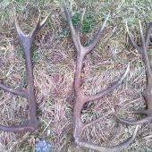 najdené  minulý týždeň