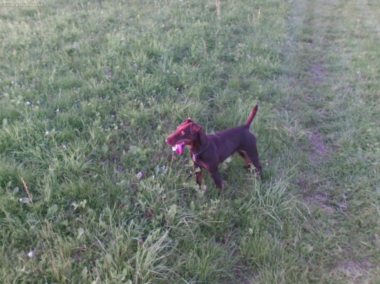 Moja jagdterierka Borka