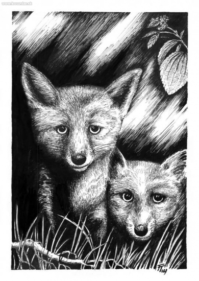 perokresba líštičky