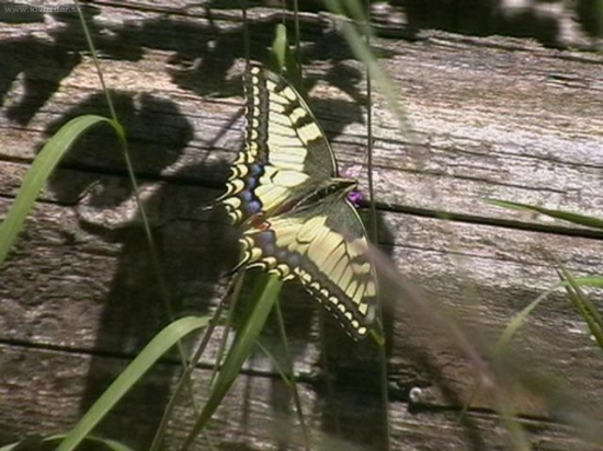 Vidlochvost feniklový