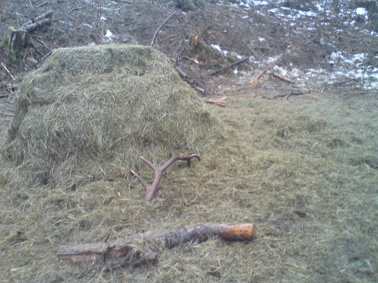 Za zimne prikrmovanie odmena