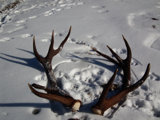 diana mi popriala 2.5a2.4kg