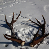 diana mi popriala 2.5a2.4kg