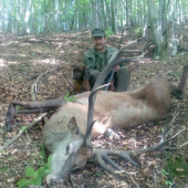 ocov jelen po dohladavke farbiarov z lesnickejluky.