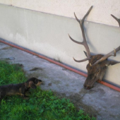 aj maly uz vie co treba