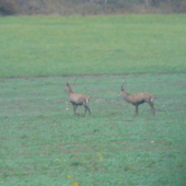 skakajuci jelen na troch
