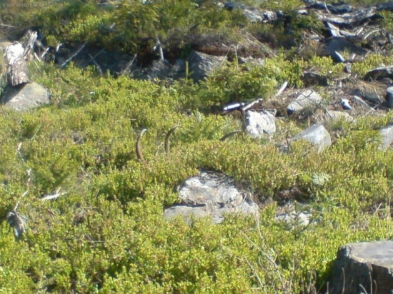 najdene pri zalesnovani prvy