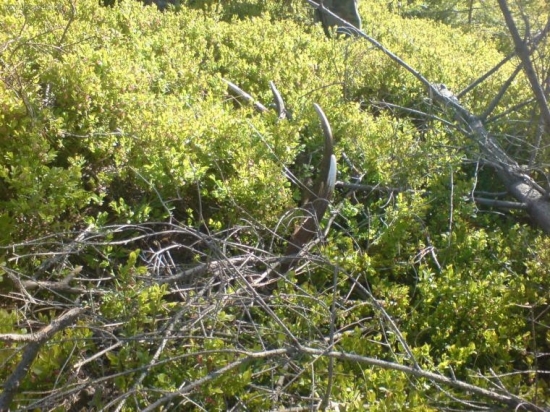 najdene pri zalecnovani druhy