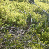 najdene pri zalecnovani druhy