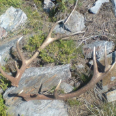 tie pri zalesnovani uz spolu