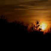 Keď slnko zapadá nad lužným lesom