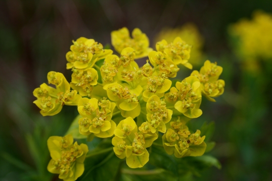 Mliečnik chvojkový