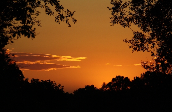 Letný večer v lužnom lese
