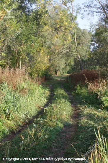 cestička