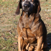 veterán