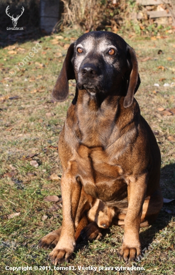 veterán