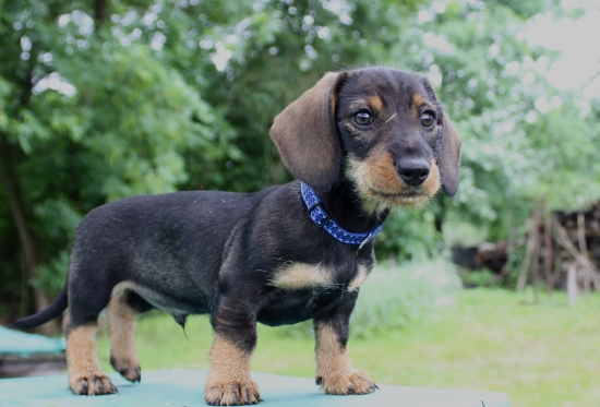 Pegas zo Šraneckých borín