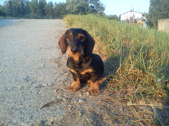 Pegas zo Šraneckých borín