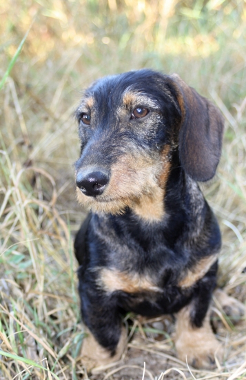 Pegas zo Šraneckých borín