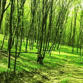 krása jarného lesa