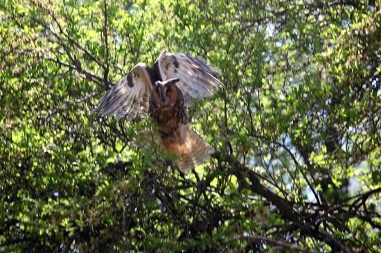 myšiarka ušatá (Asio otus)