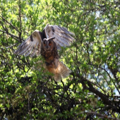 myšiarka ušatá (Asio otus)