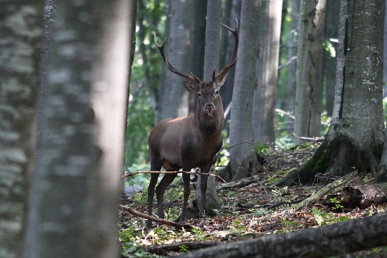 Prišiel ako duch...