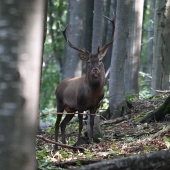 Prišiel ako duch...