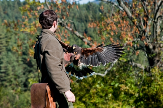 Ja a Saša (harris hawk) :)
