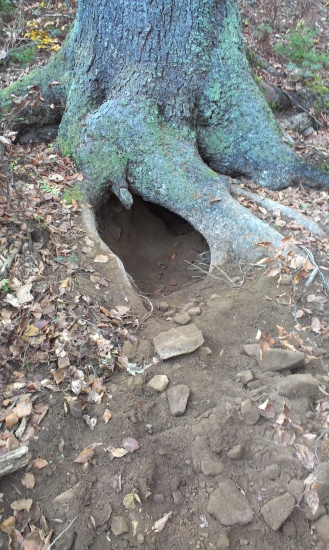 Medvedí brloh - už sa chystajú na zimu