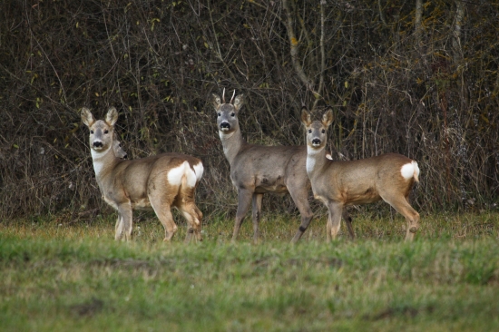 Ladies & gentleman :)