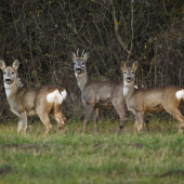 Ladies & gentleman :)