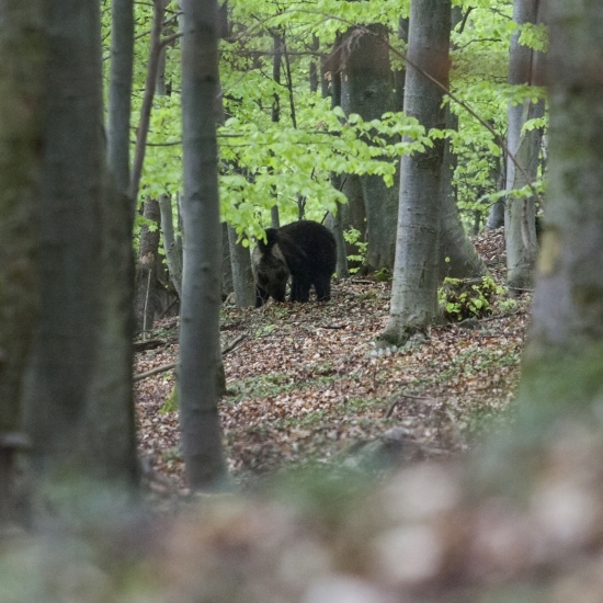 vyrušil som ho pri raňajkách