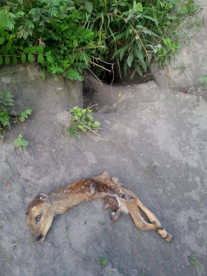 pred líščou norou