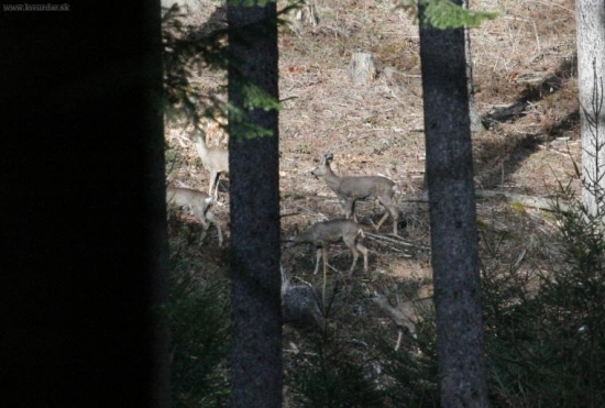 srnčia