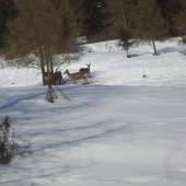 Cez deň na kŕmení