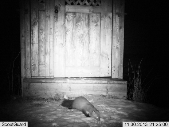 Kuna lesná na návšteve u nás doma